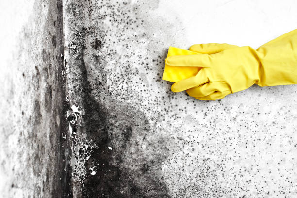 Home Mold Removal